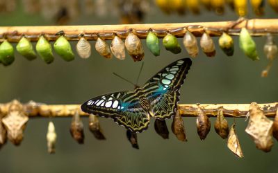 Die Service-Agentur für Transformation geht weiter